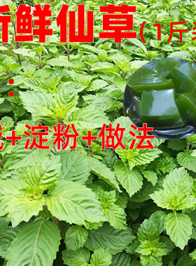 新鲜老爷子凉粉青草糊仙人