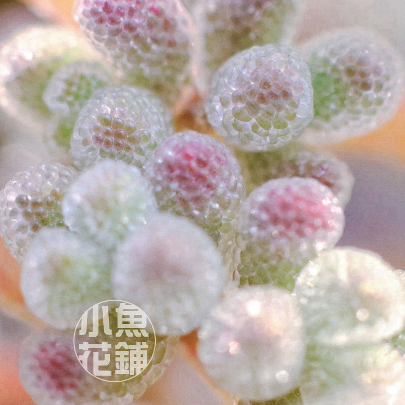 冰晶枝干番杏种子 多肉播种可爱种孑籽Drosanthemum crystallinum