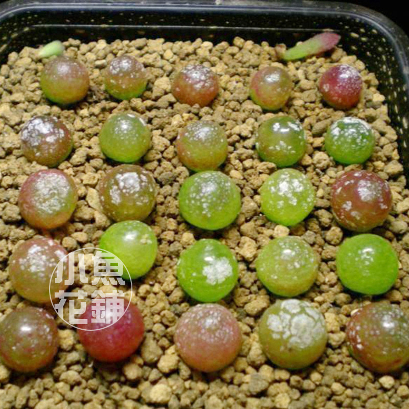 灯泡种子肉锥花番杏科稀有品种播种多肉Conophytum burgeri seeds