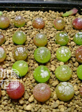 灯泡种子肉锥花番杏科稀有品种播种多肉Conophytum burgeri seeds