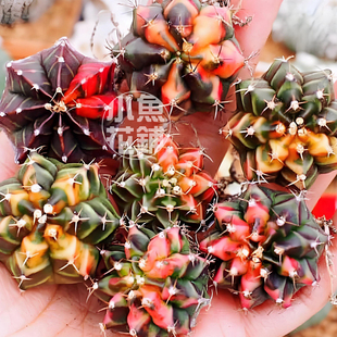 米哈牡丹锦种子 仙人球多肉稀有裸萼球属mihanovichii variegata