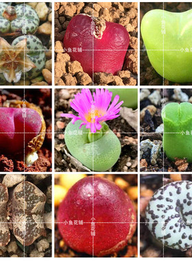 肉锥花全系混合种子番杏稀有播种多肉种孑mixed Conophytum seeds