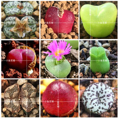 肉锥花全系混合种子番杏稀有播种多肉种孑mixed Conophytum seeds