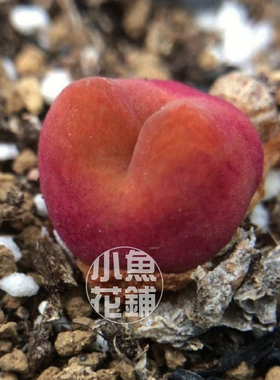 水蜜桃1430.5种子 毛汉尼肉锥花属番杏稀有多肉 maughanii seeds