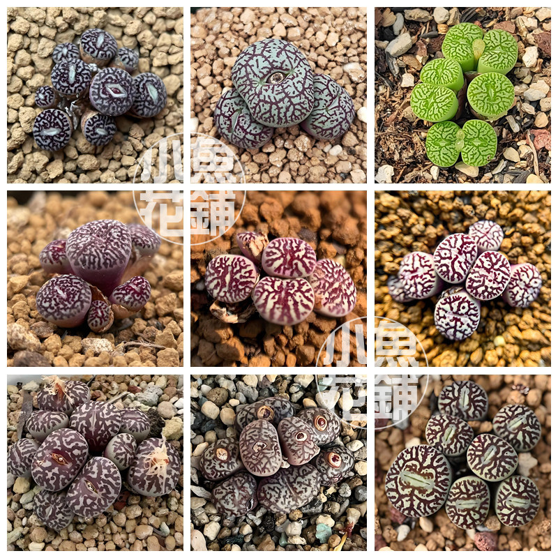 墨小锥混合种子 肉锥花属番杏科稀有多肉 minimum wittebergense