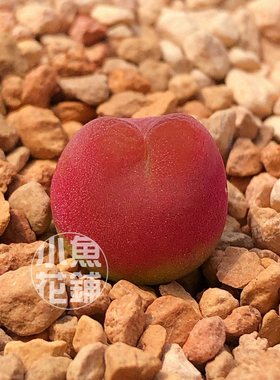 柿饼MG1801.1种子 毛汉尼肉锥花属番杏播种多肉 maughanii seeds