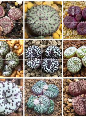 安贞混合种子肉锥花番杏科安珍播种多肉mixed obcordellum seeds