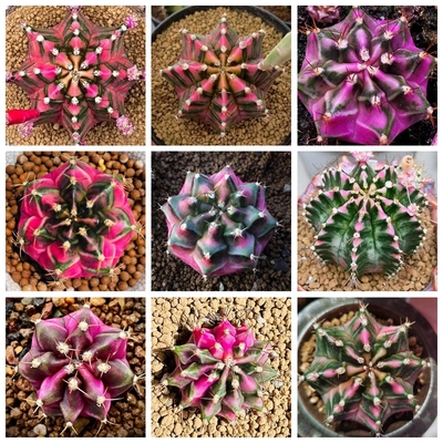 粉钻米哈锦种子仙人球多肉种籽 mihanovichii Pink Diamond Seeds