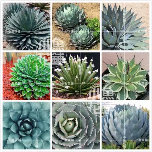 龙舌兰混合种子 稀有贵货品种进口多肉种孑种籽 Agave Mix Seeds