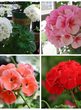 进口天竺葵种子 花卉园艺种籽播种多年生混色Pelargonium seeds