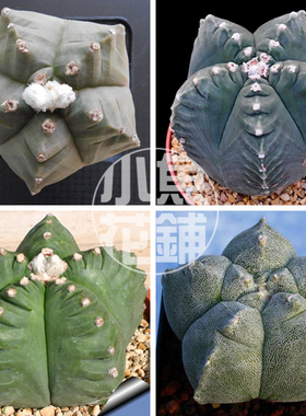 龟甲鸾凤玉种子星球属科仙人球稀有多肉 myriostigma Kikko seeds