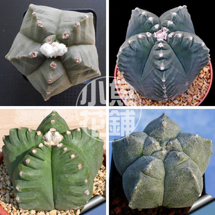 龟甲鸾凤玉种子星球属科仙人球稀有多肉 myriostigma Kikko seeds