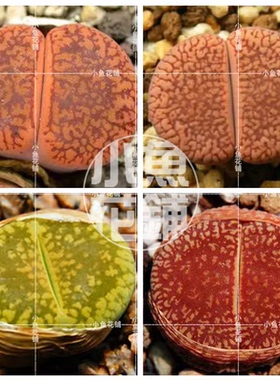 日轮玉混合种子 生石花稀有品种贵货多肉种孑aucampiae Mix Seeds