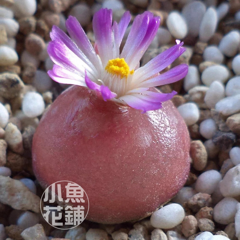 灯泡sh409种子 肉锥花1412.1稀有品种贵货播种多肉 burgeri Seeds