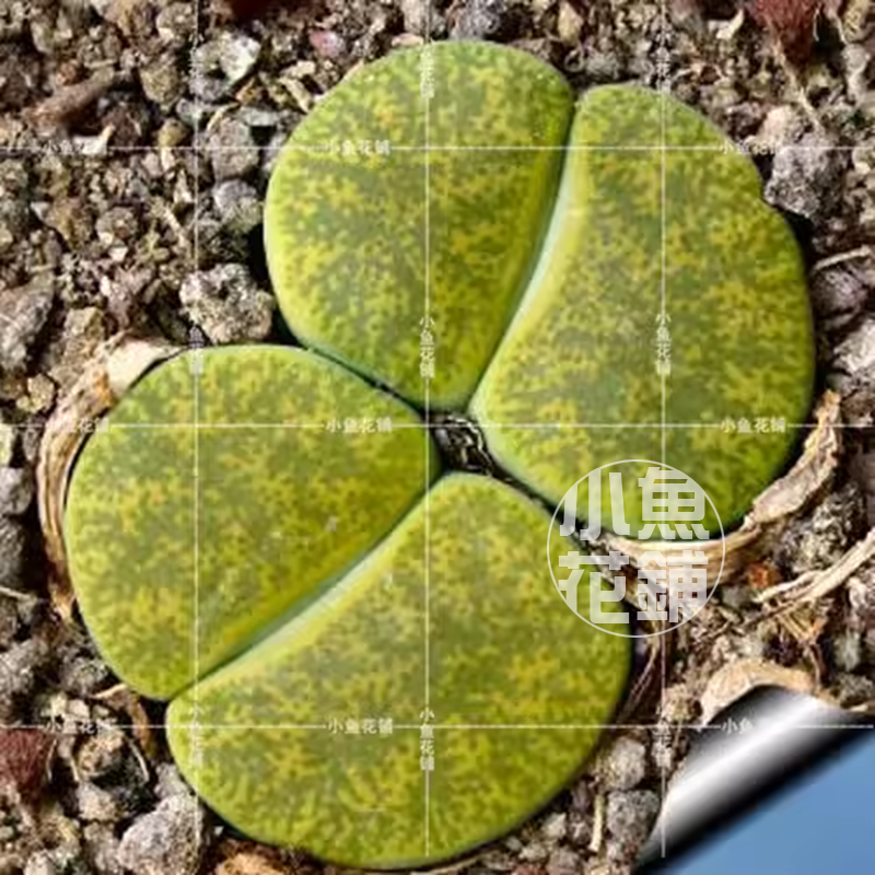 C36A黄绿紫勋种子 生石花稀有多肉 Lithops lesliei 'Albinica'