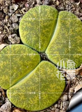 C36A黄绿紫勋种子 生石花稀有多肉 Lithops lesliei 'Albinica'