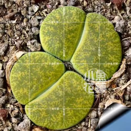 C36A黄绿紫勋种子 生石花稀有多肉 Lithops lesliei 'Albinica'