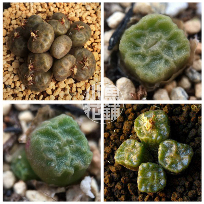 烧卖混合种子烧麦肉锥花属稀有播种多肉Conophytum angelicae Mix