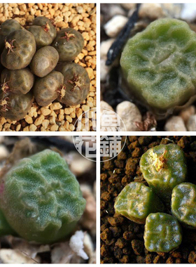 烧卖混合种子烧麦肉锥花属稀有播种多肉Conophytum angelicae Mix