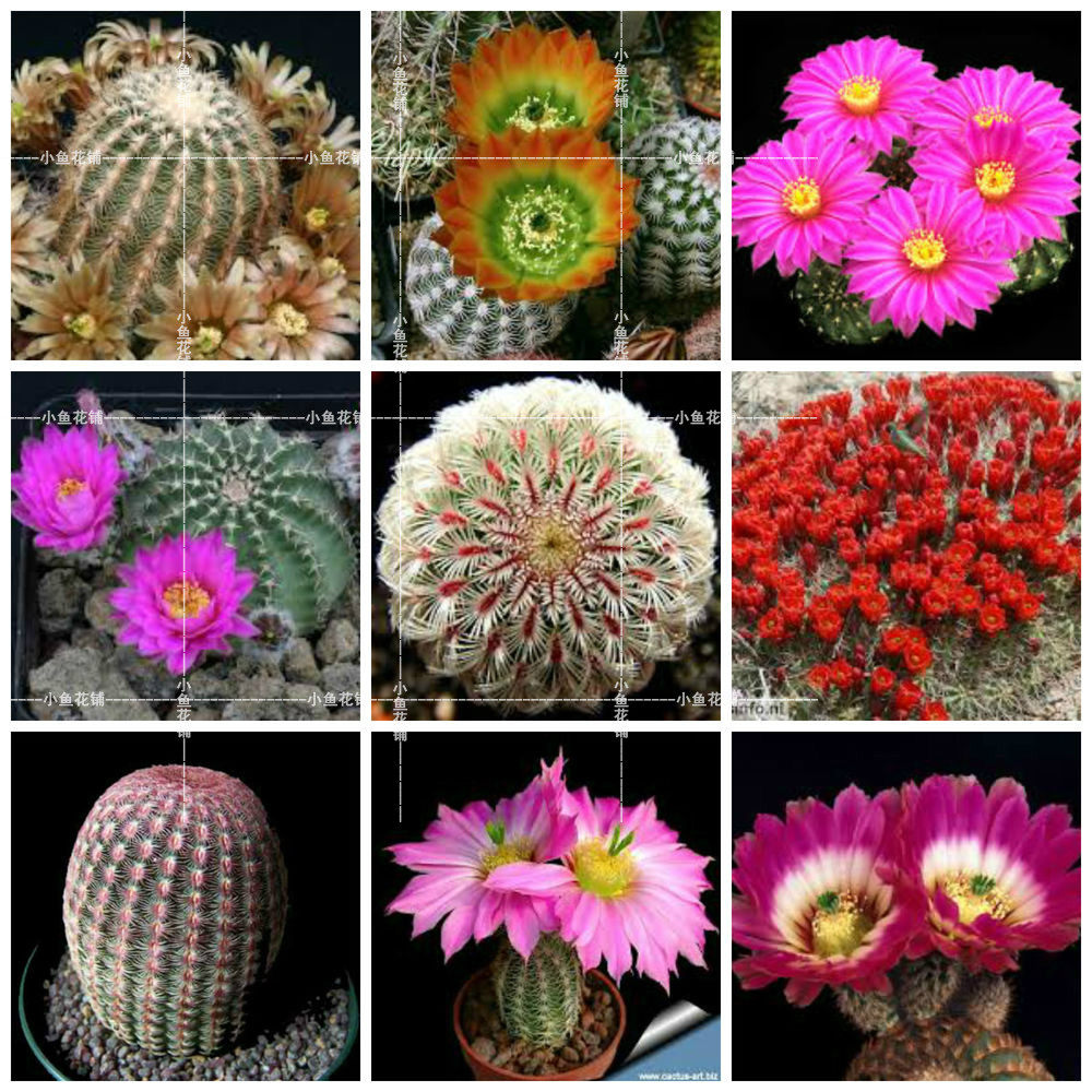 鹿角柱属混合仙人球稀有贵货品种种植育苗进口多肉种子小鱼花铺