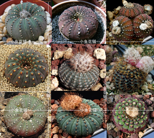 blend Cactaceae Cactus Rare Breed plant grow seedlings Imported Succulent seedin the Flower delivery/Flowers simulation/Plants gardening , Flowers/Potted plants (New) , Succulents  category - from Buy2taobao.com to provide professional Taobao agent buy service