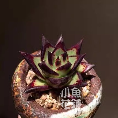 黑檀汁乌木种子 景天科拟石莲属稀有贵货多肉种孑Ebony Echeveria
