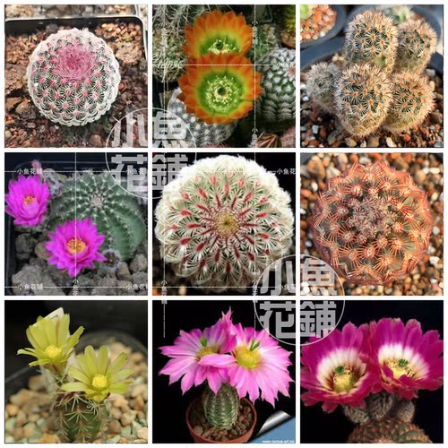 鹿角柱属混合种子 仙人球稀有进口多肉籽 Echinocereus Mix Seeds