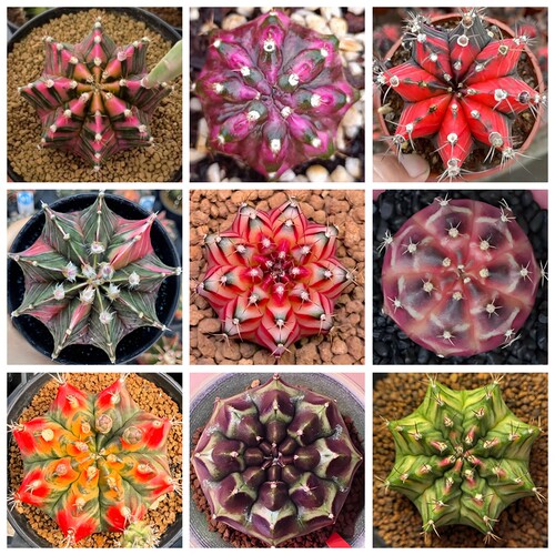 优选米哈牡丹锦种子 仙人球多肉稀有裸萼球属mihanovichii Seeds