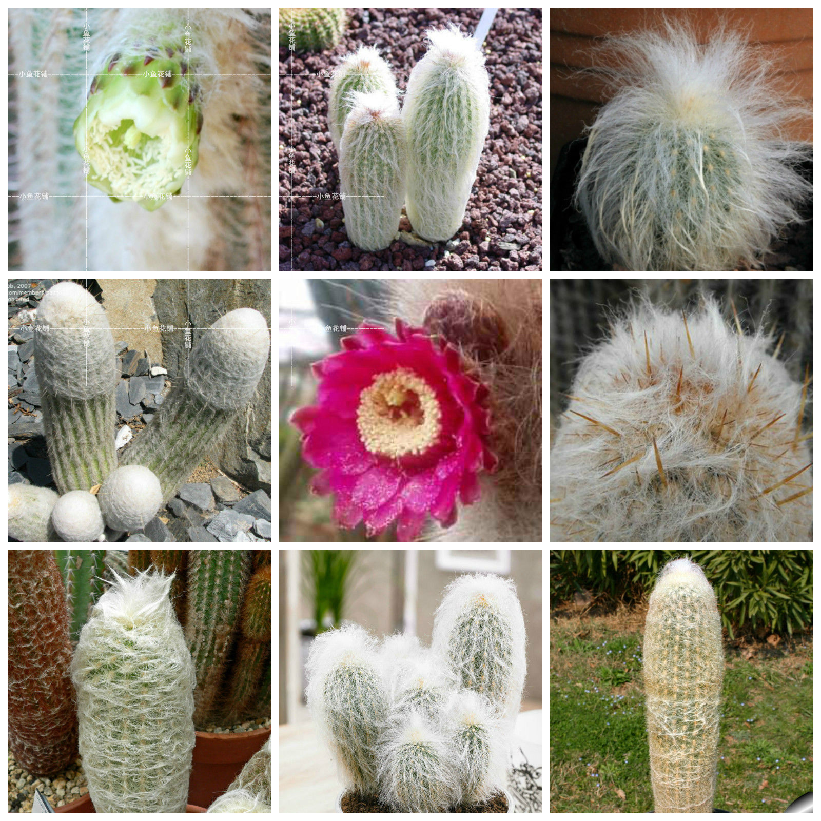 老乐柱属混合仙人掌科仙人球稀有贵货品种种植育苗进口多肉种子|ruв категории доставка цветов/цветок моделирования/растения садоводства, цветок/растения в горшках (новый), Суккуленты - от Buy2taobao.com для оказания профессиональной услуги покупки агента Taobao