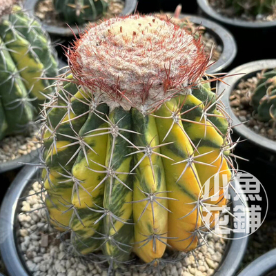 层云锦种子 花座球属仙人球多肉 Melocactus amoenus variegated