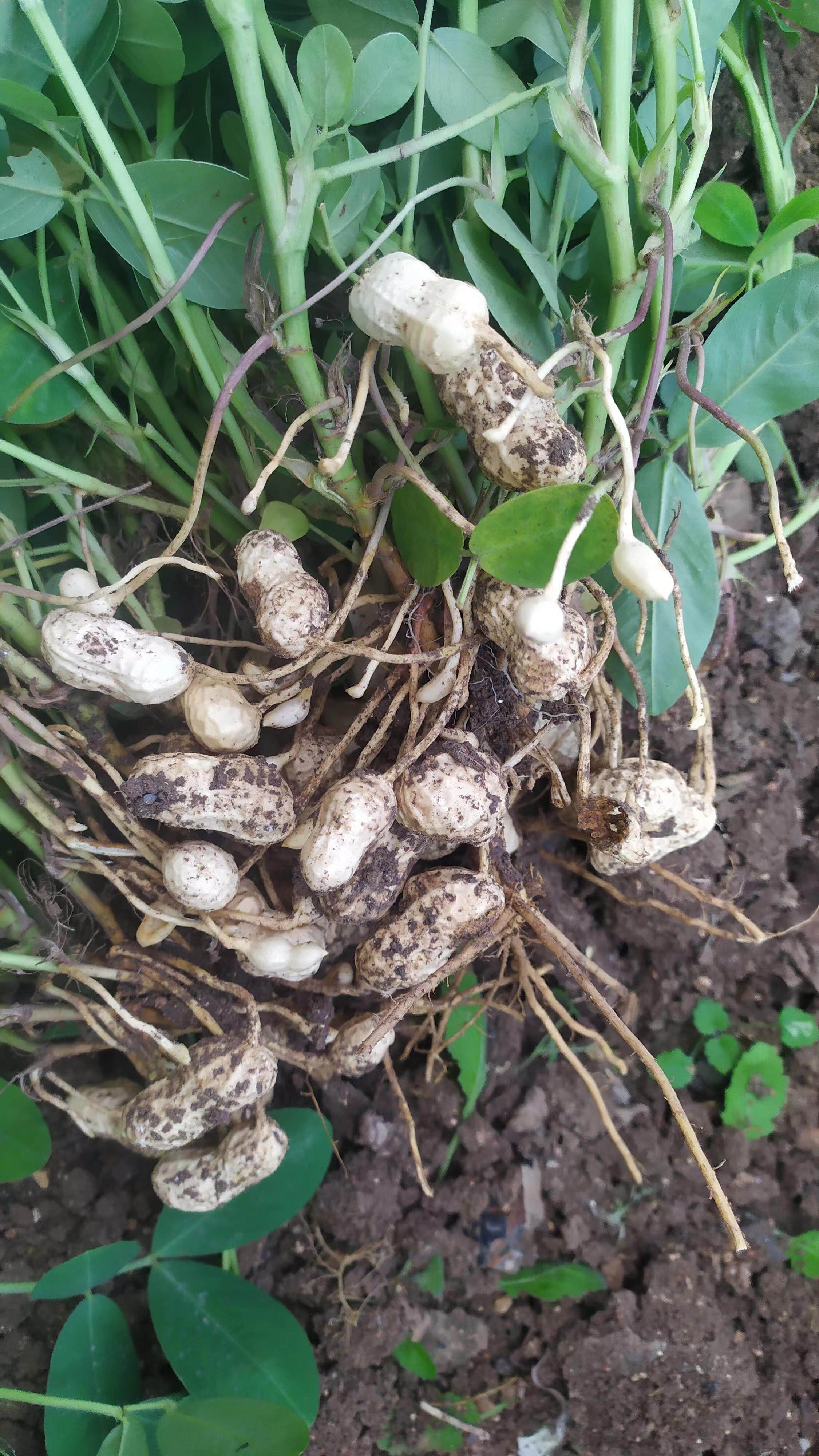 新货湿新鲜生花生地头现挖现发农家自种时令季节可水煮