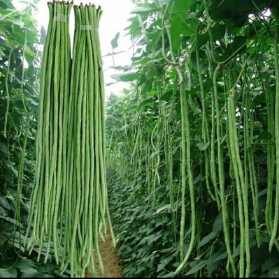 山东新鲜嫩脆长豆角顺丰包邮