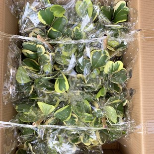 热销心叶球兰锦客厅桌面绿植室内爬藤植物心形叶子办公桌面常青好