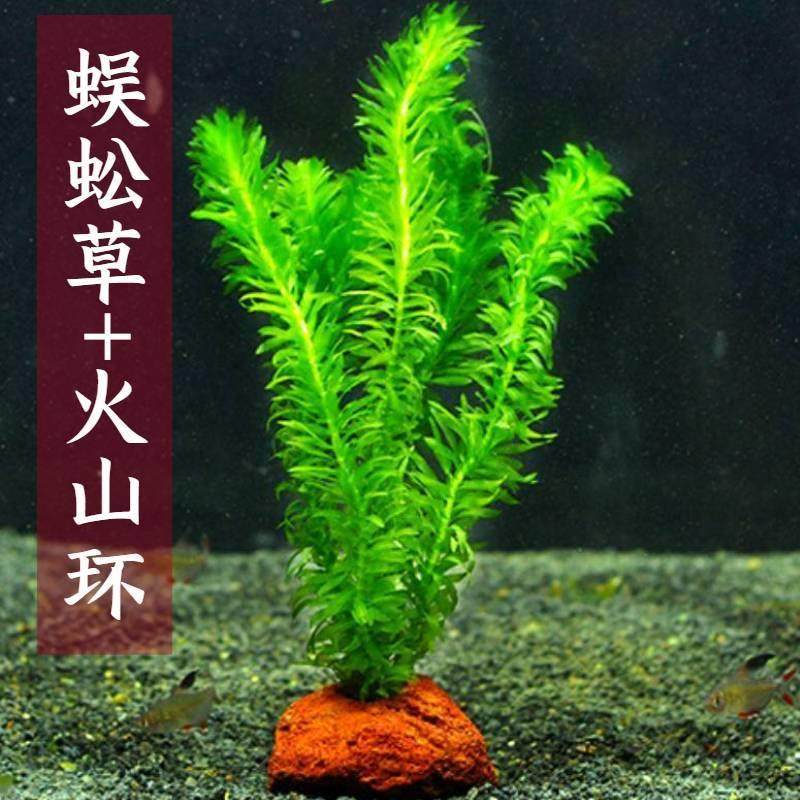 蜈蚣草水草植物养龟鱼草缸净水绿植新手养鱼绿菊鱼缸造景后景水草