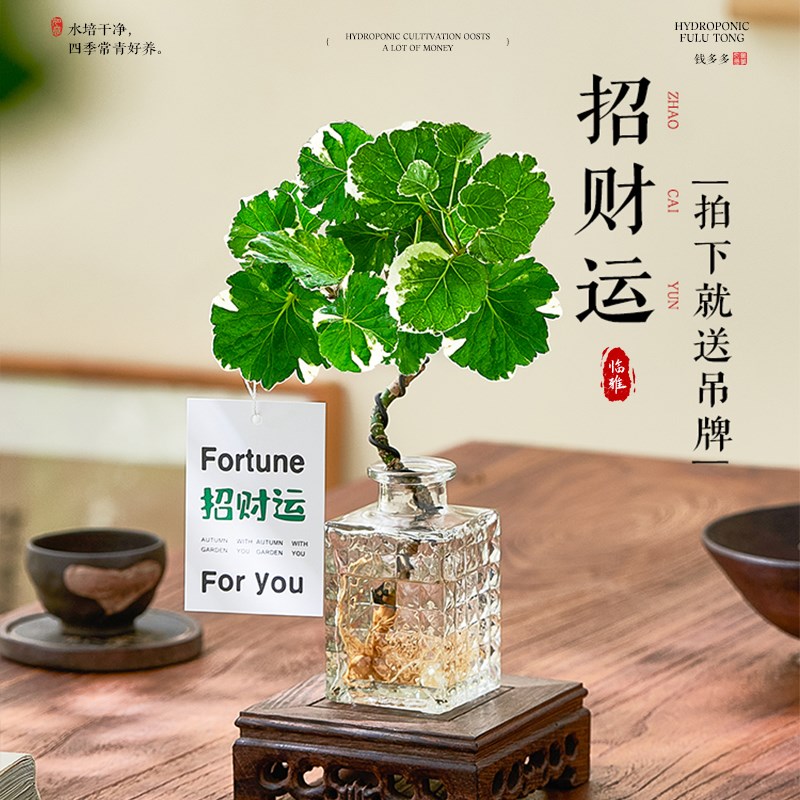 热销水培圆叶福禄桐钱多多盆栽花卉植物客厅室内桌面茶几懒人水养