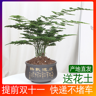 热销唐山矮生云竹文竹云松竹办公室内好养绿植桌面小盆栽