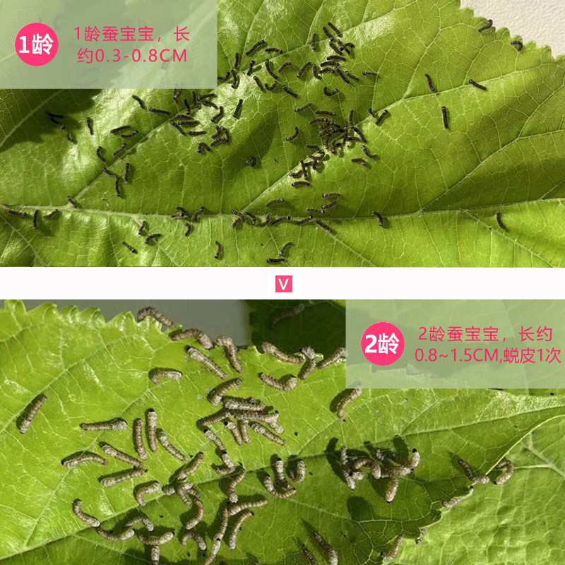 热销【顺丰当天发】蚕宝宝学生养蚕套装全套工具用的盒子箱饲养盒