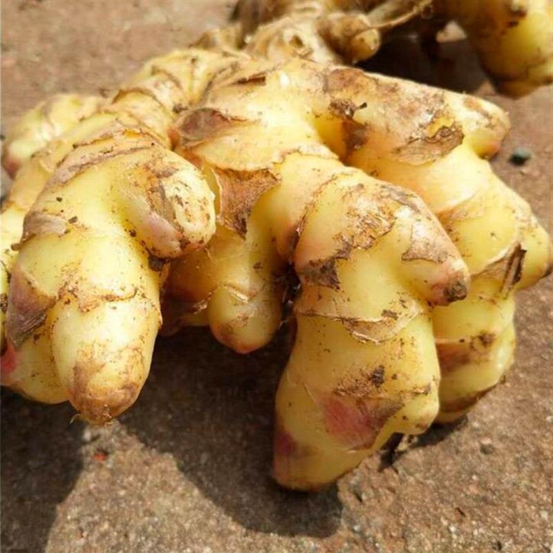 现挖云南小黄姜500g新鲜嫩姜调味香辛料泡姜片生姜糖红糖姜茶一斤