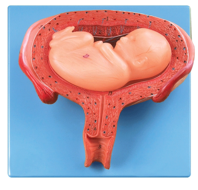 六个月胎儿模型A42005/6