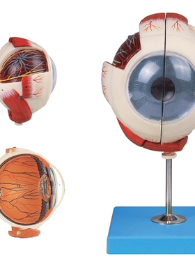 眼球放大模型A17101