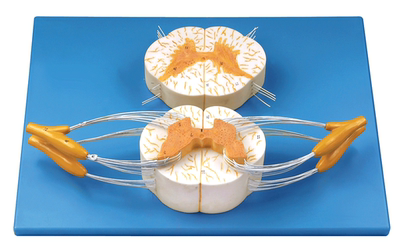 脊髓与脊神经分支放大模型A18103