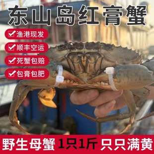 【活发】东山岛红膏蟹特大膏蟹红鲟蟹青蟹螃蟹高端海鲜水产礼盒