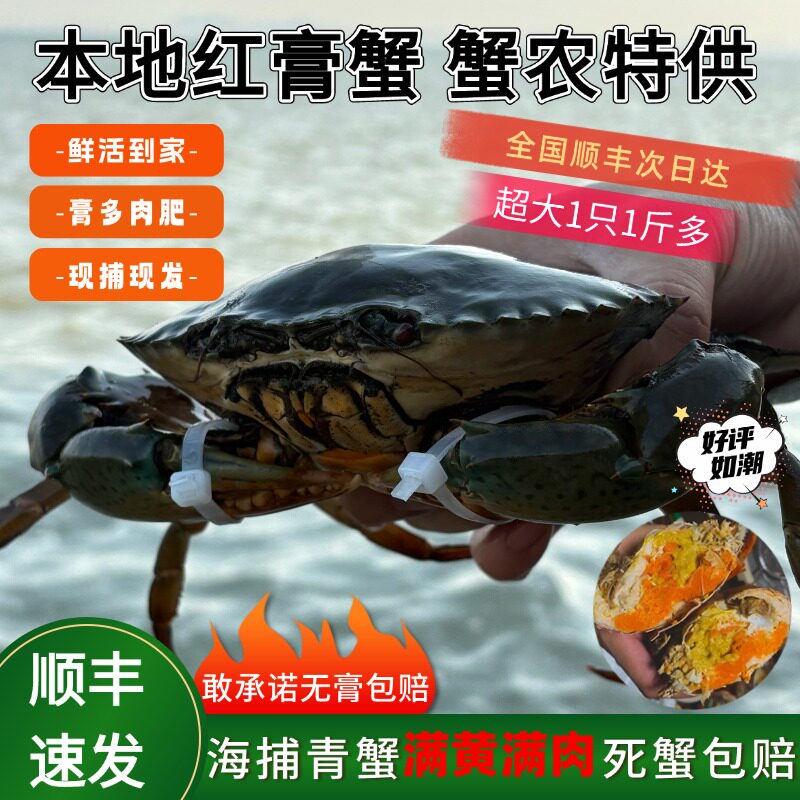 青蟹礼盒母蟹菜鲟红膏蟹