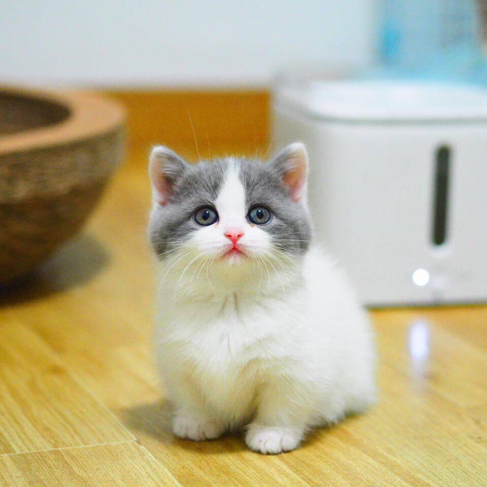 拿破仑矮脚猫幼猫短腿猫曼基康英短蓝猫蓝白活体矮脚宠物短腿p