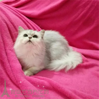 上海出售金吉拉纯种白色长毛猫