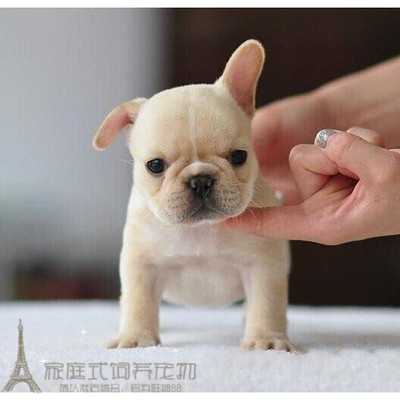 苹果纯种活体奶油扁脸法国斗牛犬