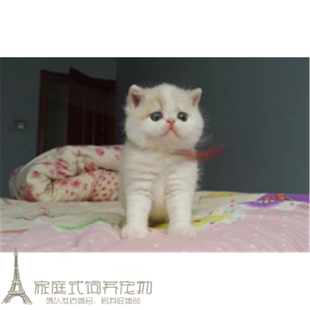 注册猫舍出售加菲猫异国短毛猫纯种宠物猫幼猫活体加菲猫妹妹mmp