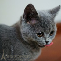 纯种家养活体英国短毛猫英短蓝猫公立耳兰猫幼猫DD找新家p