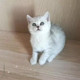 猫舍出售宠物猫活体英短银渐层幼猫纯种英国短毛猫英短渐层幼猫p