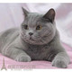 纯种英短蓝猫渐层宠物猫咪活体家养折耳猫健康加菲猫布偶猫幼猫p